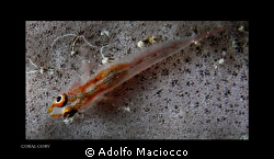 Coral Goby by Adolfo Maciocco 